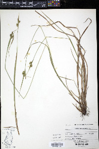 Carex pallescens image