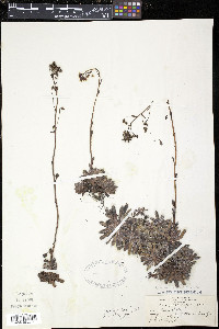 Saxifraga paniculata image