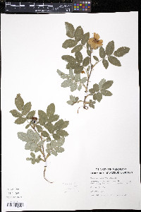 Rosa virginiana image