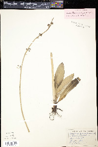 Micranthes pensylvanica image