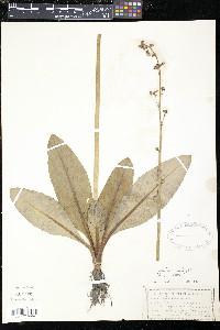 Micranthes pensylvanica image