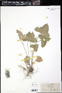 Viola palmata image