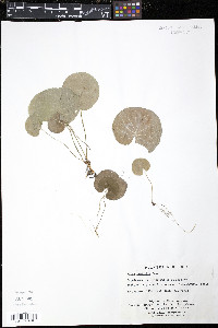 Viola renifolia image