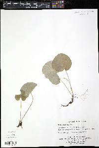 Viola renifolia image