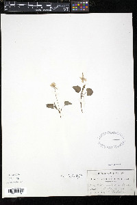 Viola rostrata image