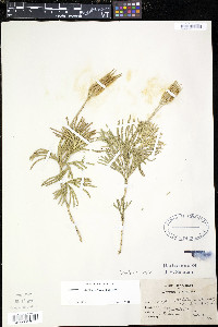 Lycopodium flabelliforme var. ambiguum image