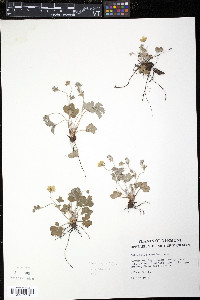 Potentilla canadensis image