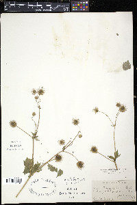 Geum macrophyllum image