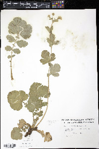 Geum macrophyllum image