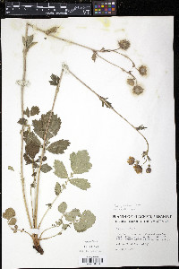 Geum rivale image