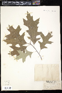 Quercus palustris image