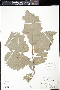 Quercus prinoides image