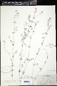 Galium palustre image