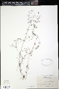 Galium palustre image