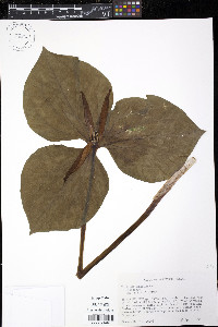 Trillium cuneatum image