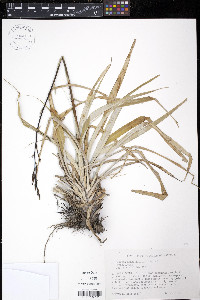 Pitcairnia angustifolia image