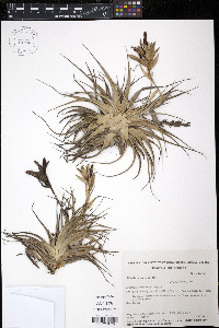 Tillandsia recurvifolia image