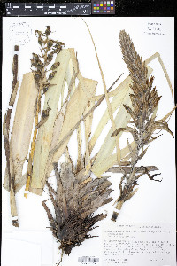 Pitcairnia micotrinensis image