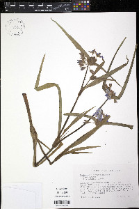 Tradescantia hirsutiflora image