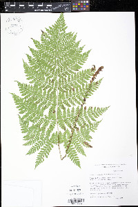 Dryopteris expansa image