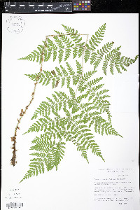 Dryopteris expansa image