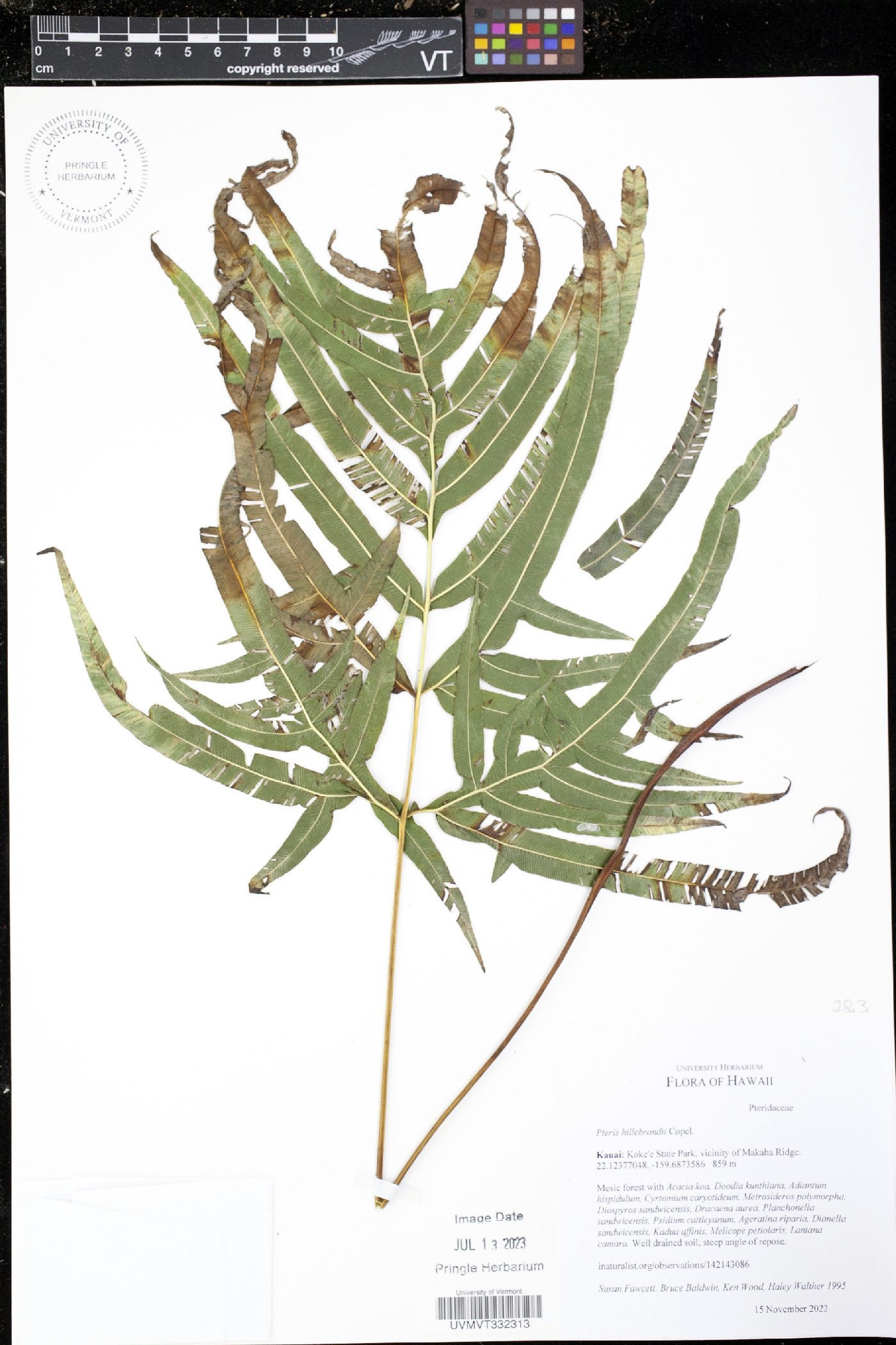 Pteris hillebrandii image