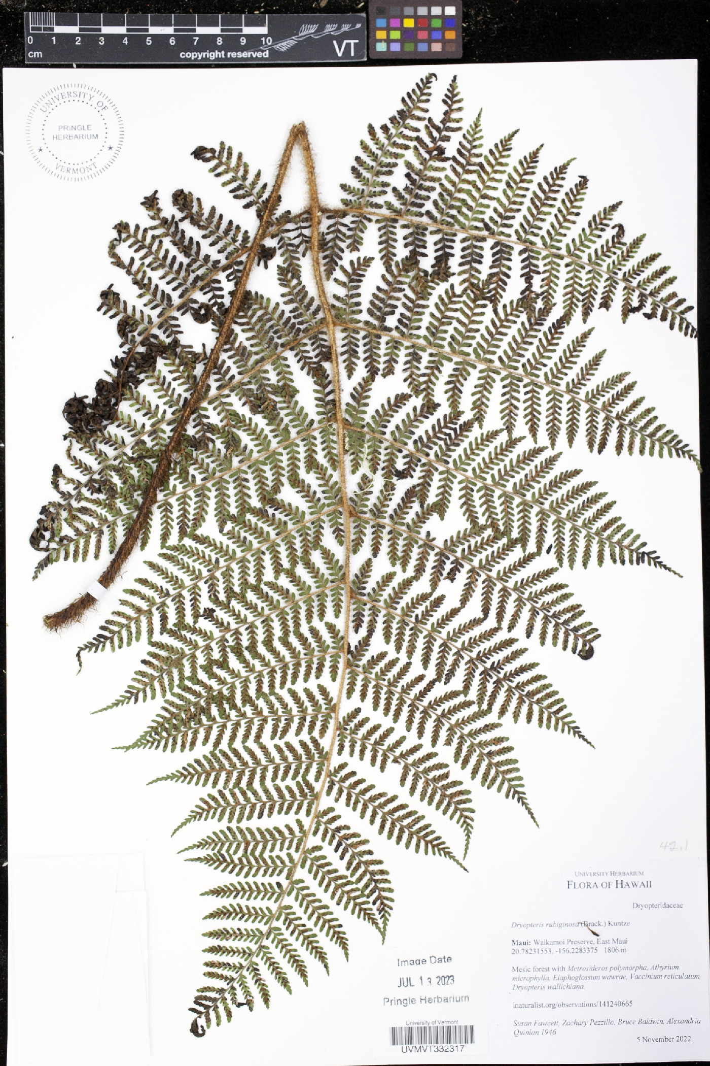 Dryopteris rubiginosa image
