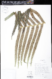 Sadleria cyatheoides image