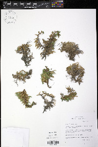 Selaginella watsonii image