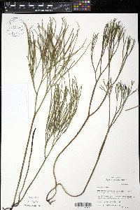 Psilotum nudum image