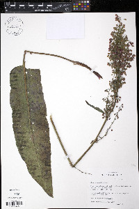 Rumex occidentalis image