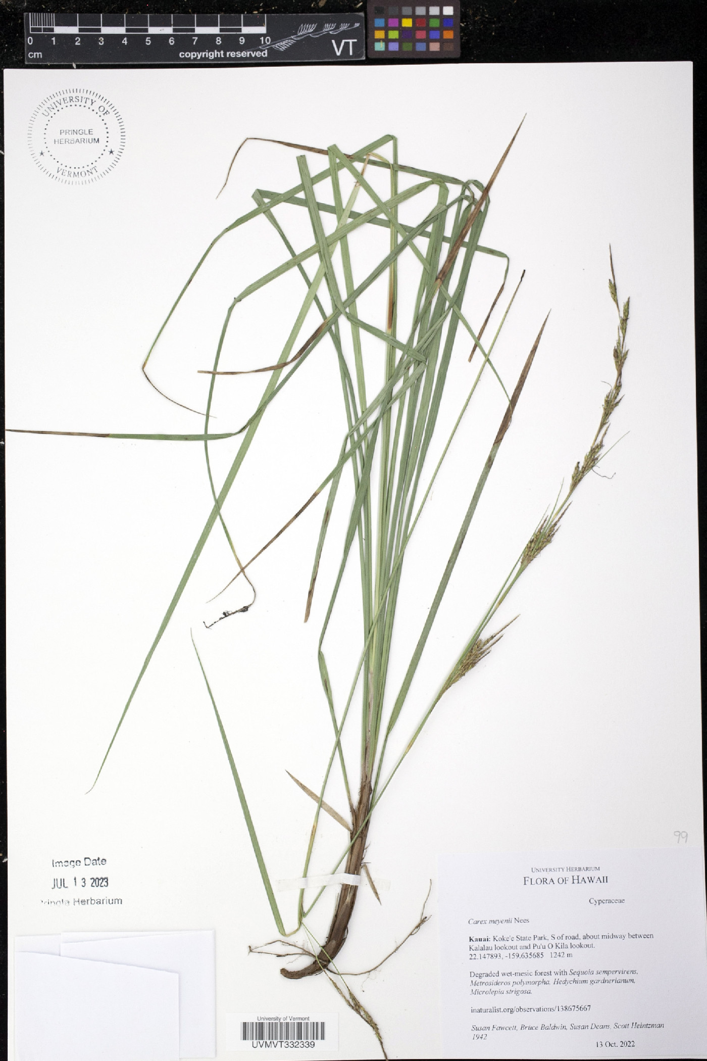 Carex meyenii image