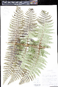 Dryopteris unidentata image