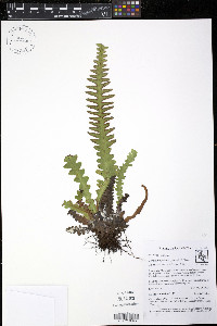 Ceradenia pearcei image