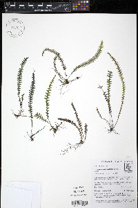 Ascogrammitis cuencana image