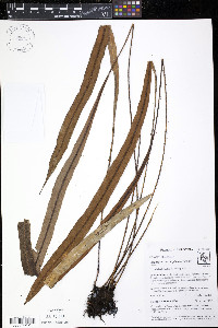 Elaphoglossum cuspidatum image