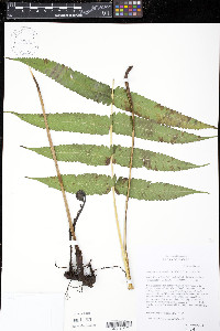 Menisciopsis cyatheoides image