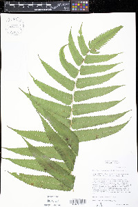 Menisciopsis cyatheoides image