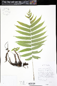 Menisciopsis cyatheoides image