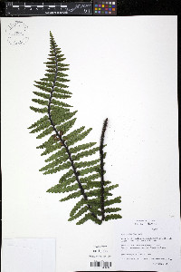 Asplenium horridum image