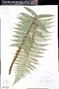 Dryopteris wallichiana image