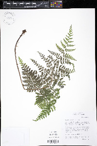 Dryopteris glabra image