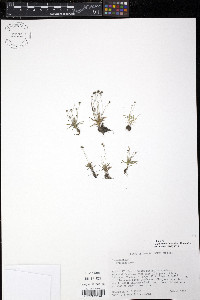 Paepalanthus fasciculatus image