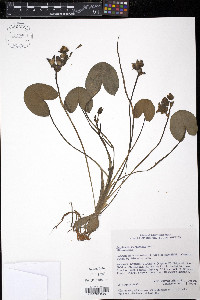 Sagittaria guayanensis image