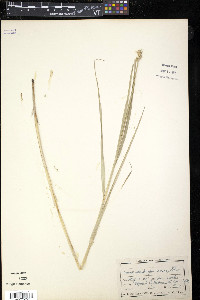 Carex muskingumensis image