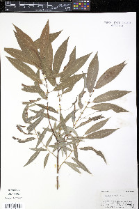 Salix × fragilis image