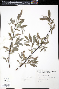 Salix rigida image