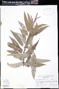 Salix rigida image