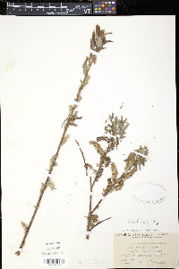 Salix rigida image