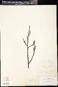 Salix planifolia image